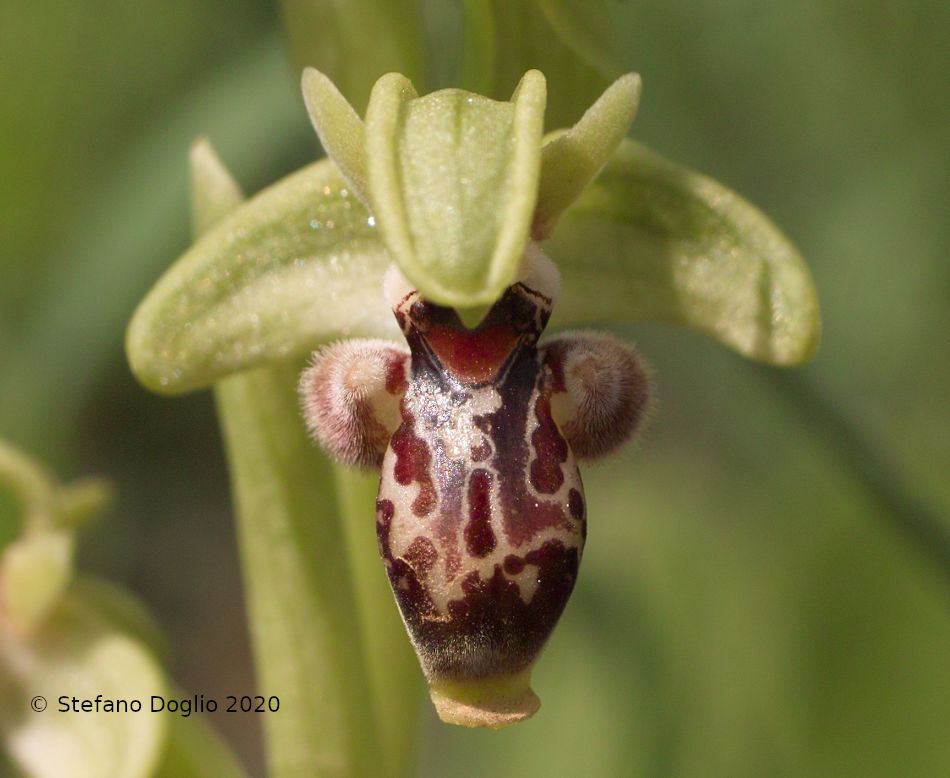 orchidee in Giordania